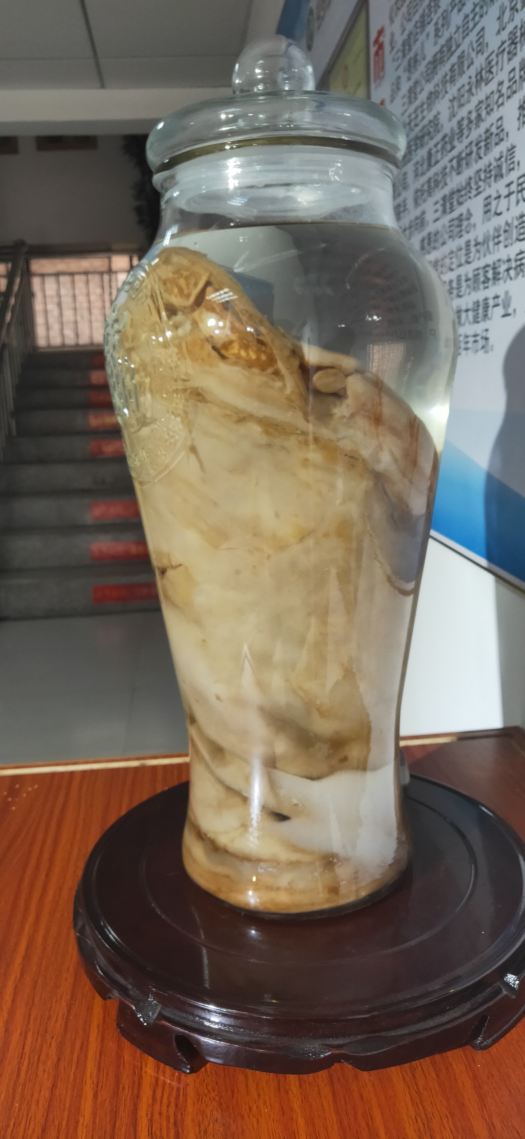 蚌埠红茶菌